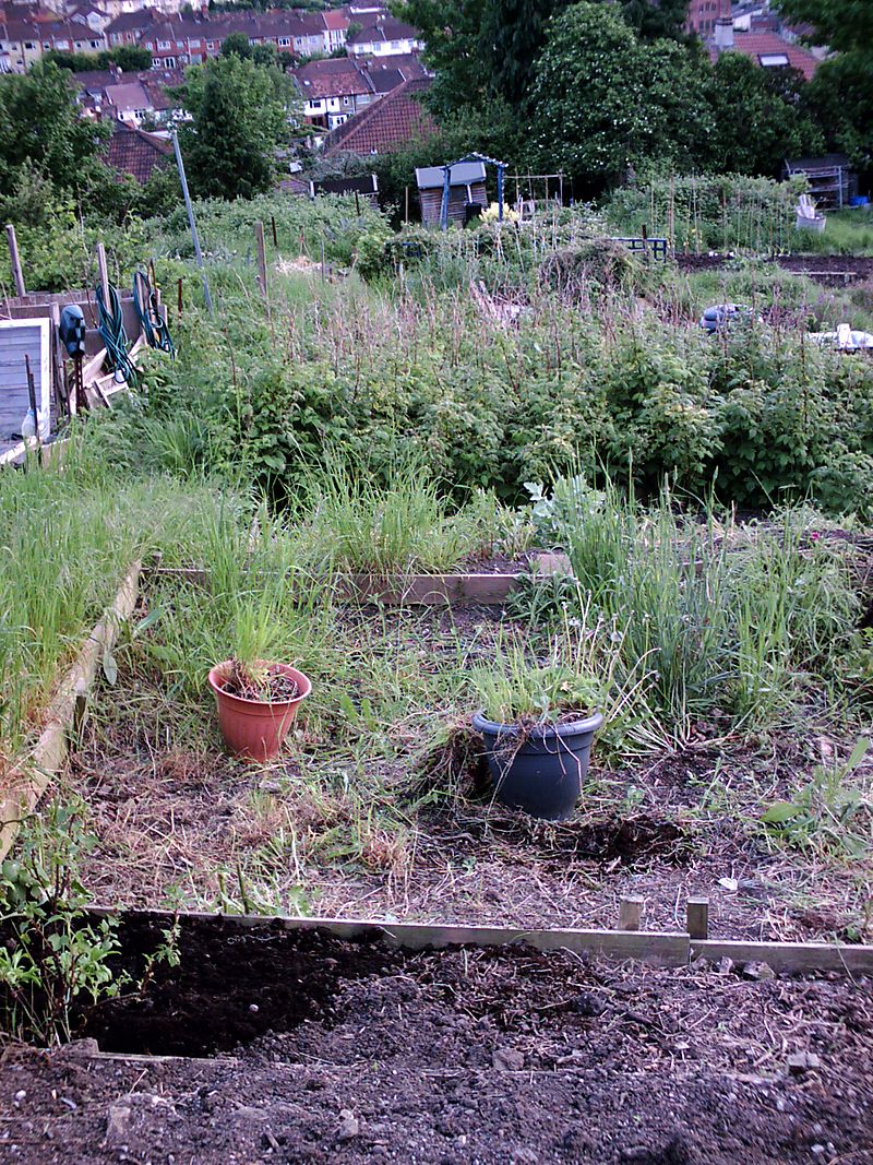 Allotment 003