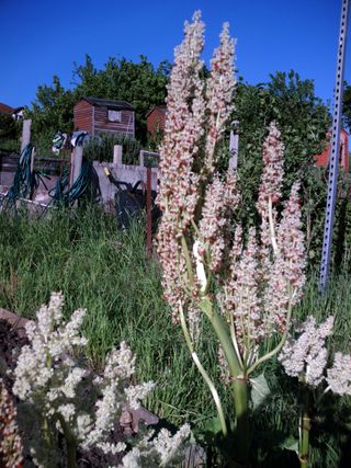 Flowers on allotment 005