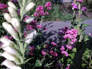 Flowers on allotment 002